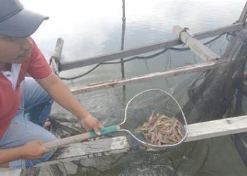 Petambak Kerang Dara Muara Badak