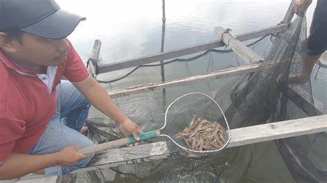 Petambak Kerang Dara Muara Badak