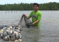 Kerang Dara Mati Massal di Desa Gas Alam Muara Badak