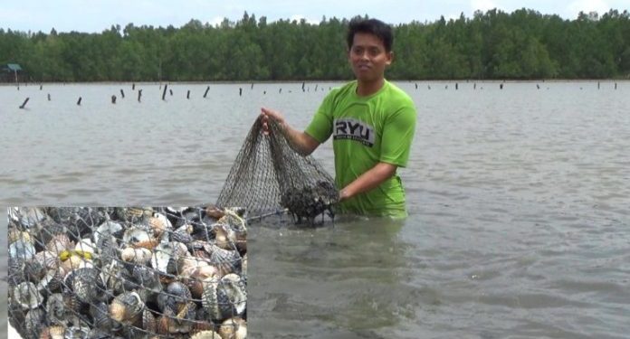 Kerang Dara Mati Massal di Desa Gas Alam Muara Badak