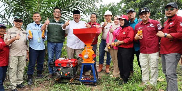 Panen Jagung Hibrida di Kukar