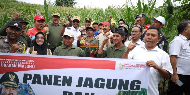 Bupati Kukar Panen Jagung dan Ikan Lele di Maluhu, Dorong Petani Langsung Tanam Pasca Panen