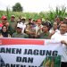 Bupati Kukar Panen Jagung dan Ikan Lele di Maluhu, Dorong Petani Langsung Tanam Pasca Panen