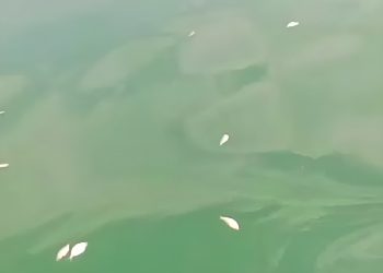 Sejumlah ikan mati mengapung di perairan Santan Ilir, Marangkayu, Kutai Kartanegara, diduga akibat pencemaran lingkungan.