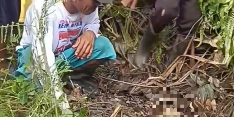 Penemuan tengkorak manusia di kebun sawit Desa Santan Ulu Kecamatan Marangkayu