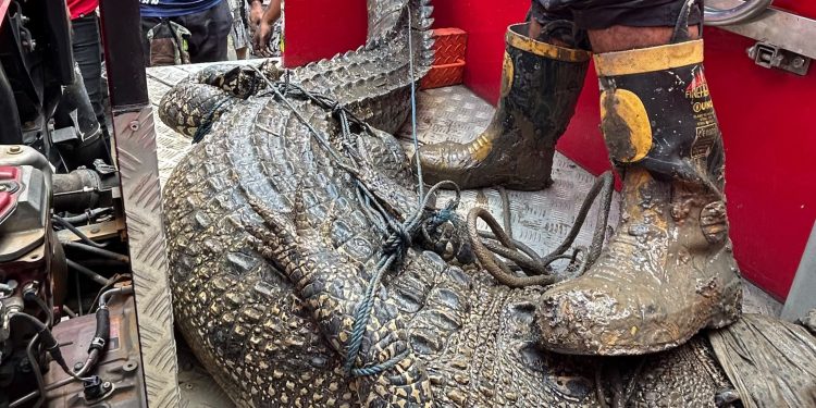 Buaya Muara Sepanjang 3 Meter Berhasil Dievakuasi Pos Damkar Muara Badak dari Bawah Kolong Rumah Warga